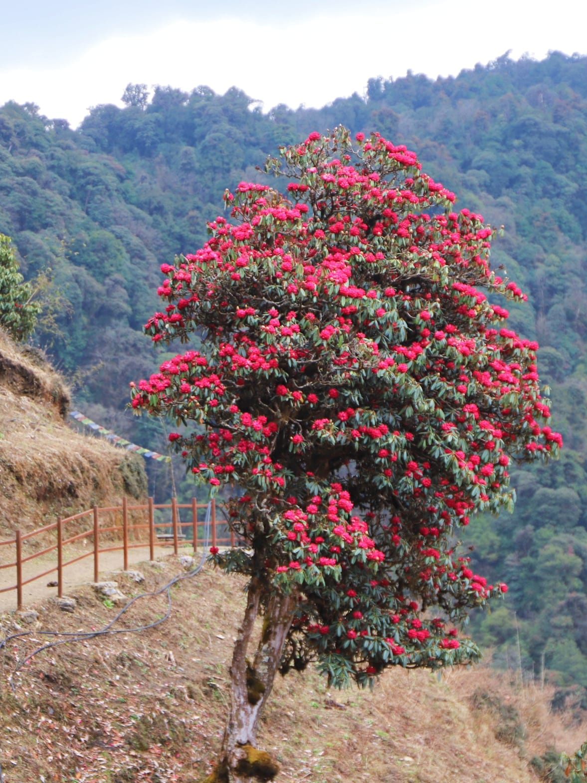 Kathmandu Chitwan Pokhara Lumbini Tour