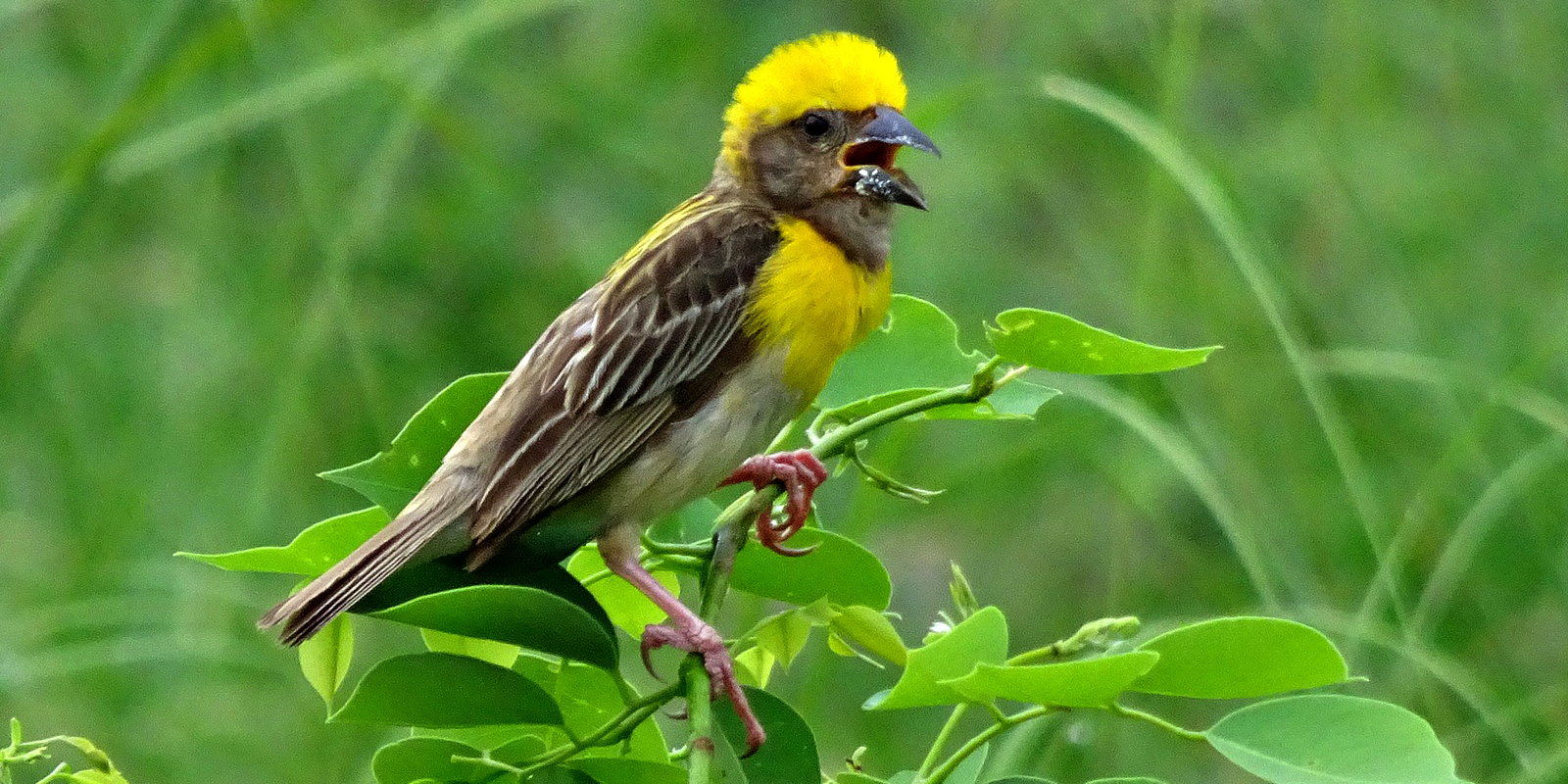 Birds in Koshi Tappu Reserve