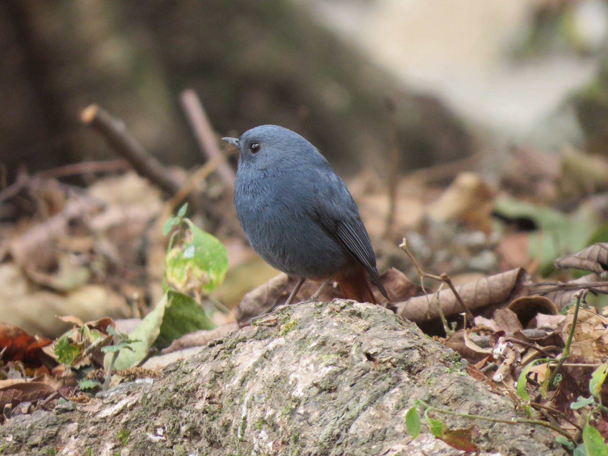 Birds in Shivapuri Reserve